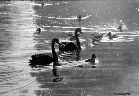 dibujos a lapiz: Cisnes