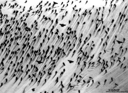 dibujos a lapiz: Pájaros sobre la nieve