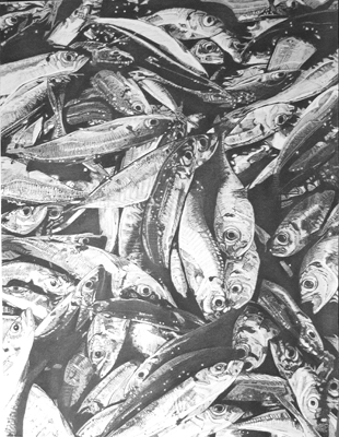 dibujos a lapiz: Los peces