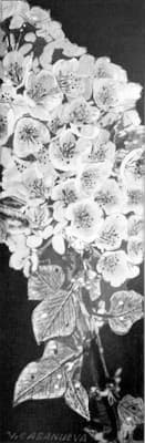 Primavera